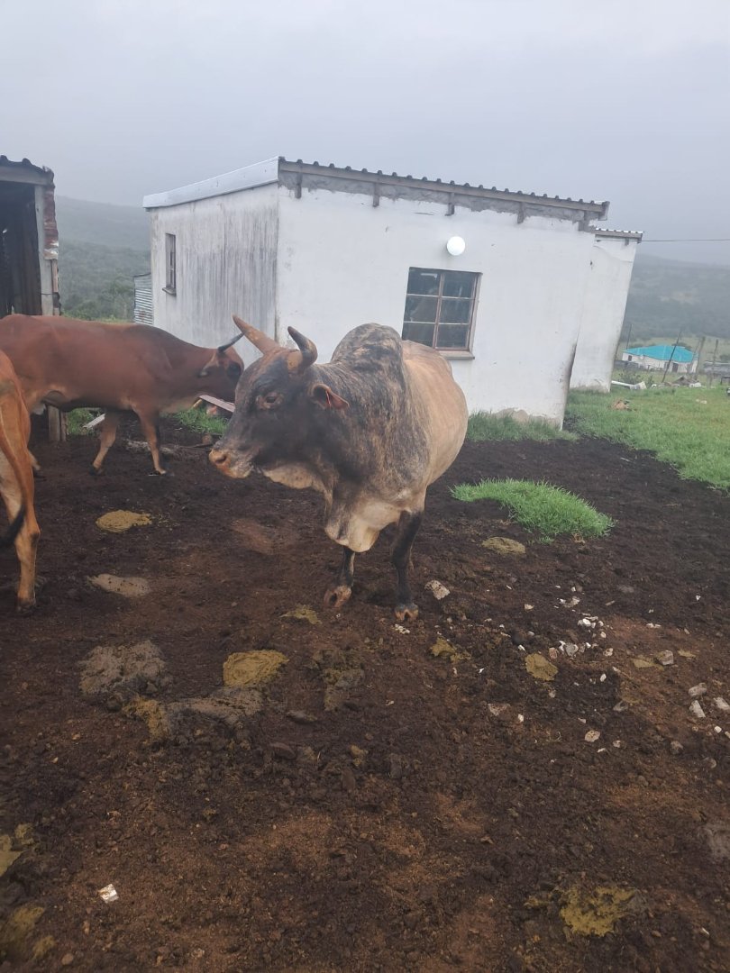 Commercial Property for Sale in Alice Eastern Cape